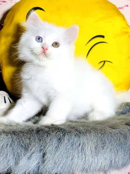 Persian Kittens | Triple Coat | Punch Face Kittens For Sale 2
