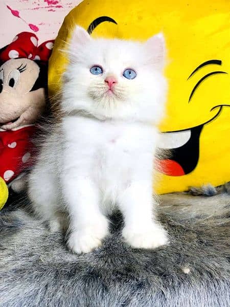Persian Kittens | Triple Coat | Punch Face Kittens For Sale 3