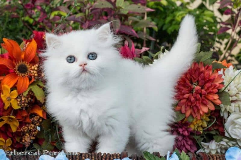 Persian Kittens | Triple Coat | Punch Face Kittens For Sale 4