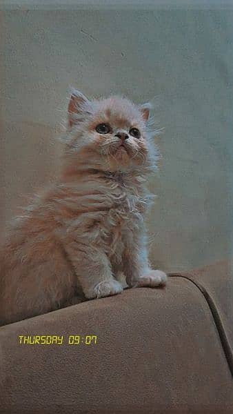 persian kittens 1