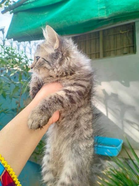 selling Persian kitten 0