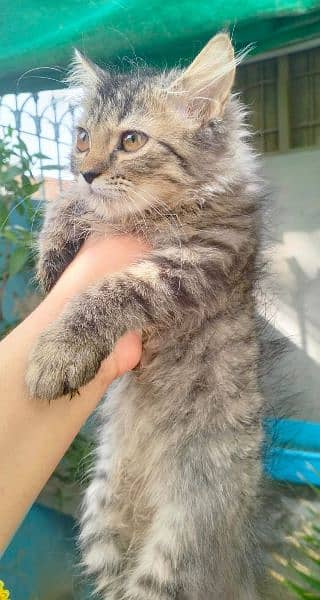 selling Persian kitten 6