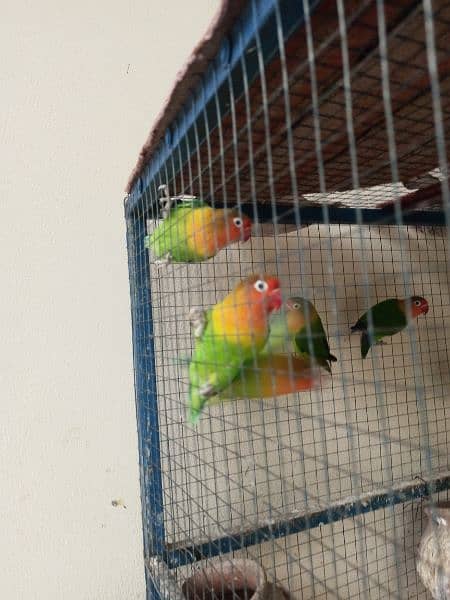 breading Fisher pair parrot 1