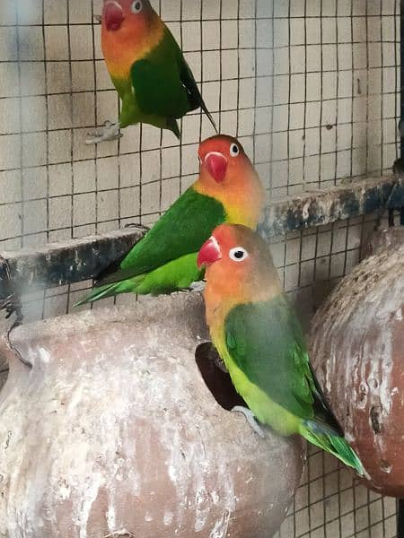 breading Fisher pair parrot 2