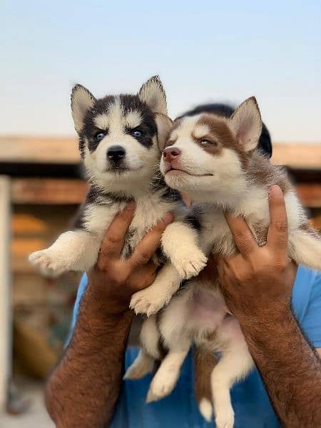 husky puppy | siberian husky puppies | hasky | dog for sale 10