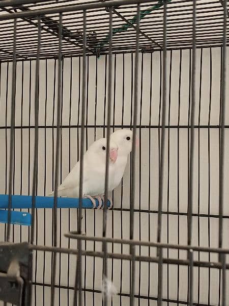 Albino black eye confirm split ino breeder pair/lutino chicks /hogorom 8