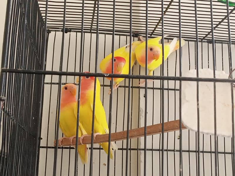 Albino black eye confirm split ino breeder pair/lutino chicks /hogorom 10