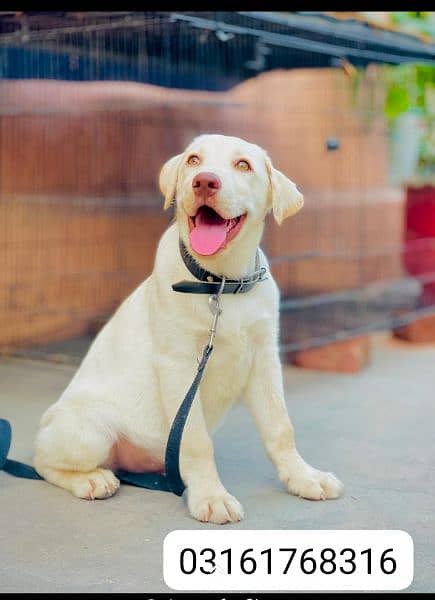 british Labrador apple head 0