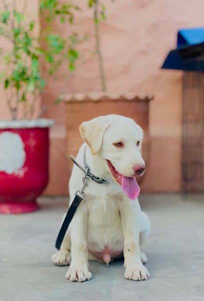 british Labrador apple head 1