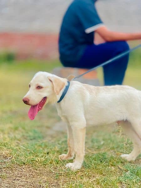 british Labrador apple head 2