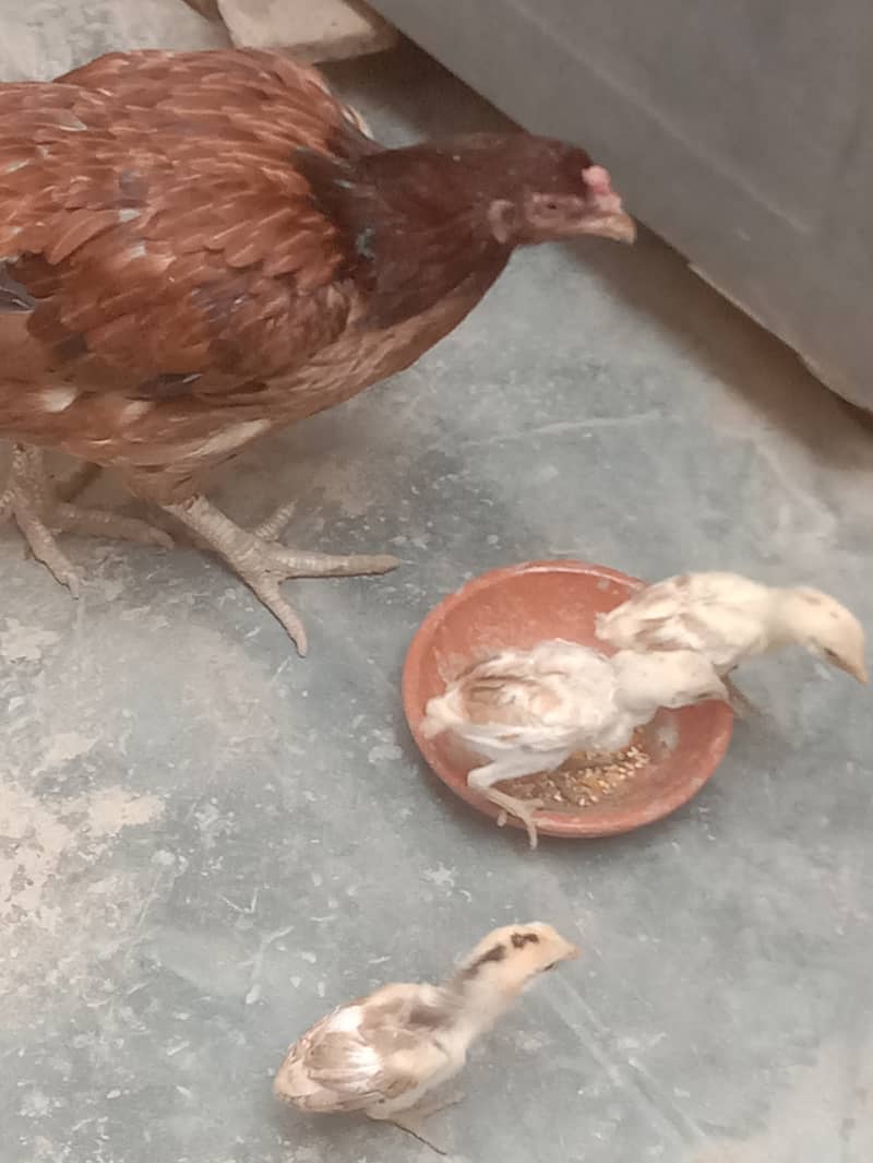 Hen with three chicken 1