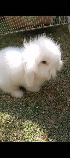 lop rabbit 1