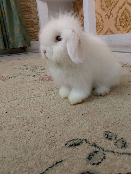 lop rabbit 3