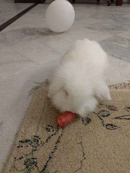 lop rabbit 5