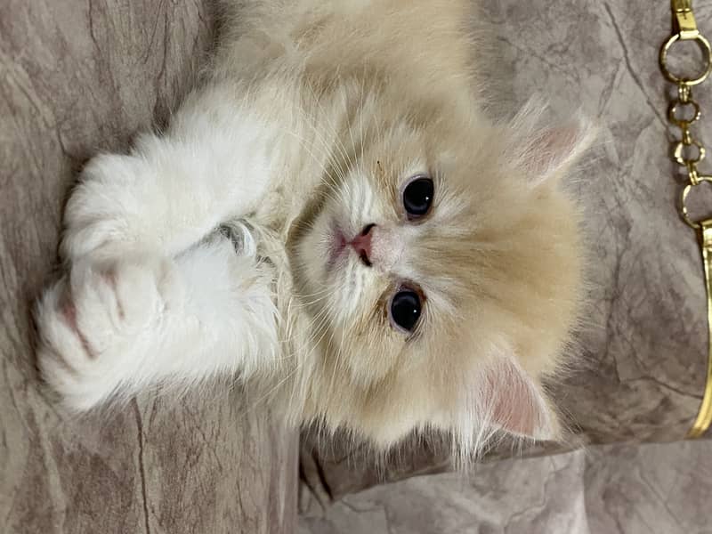 pure Persian kitten male 0