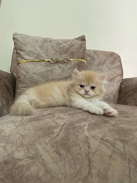 pure Persian kitten male 2