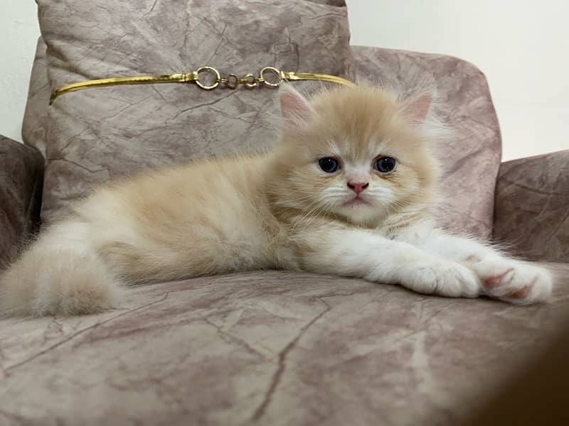 pure Persian kitten male 3