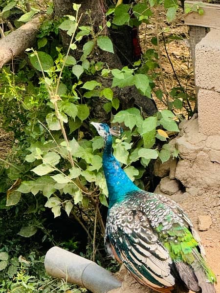 black shoulder male peacock 0