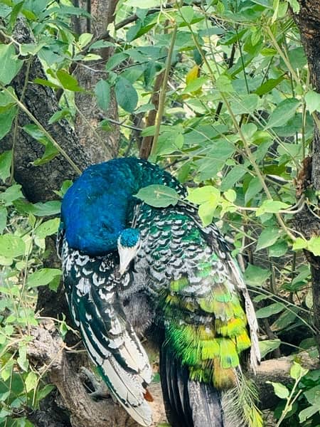 black shoulder male peacock 1