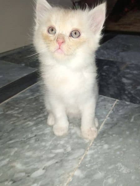 kitten persian 0