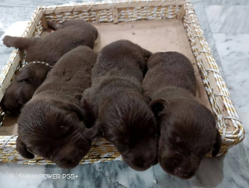 Labrador baby 1