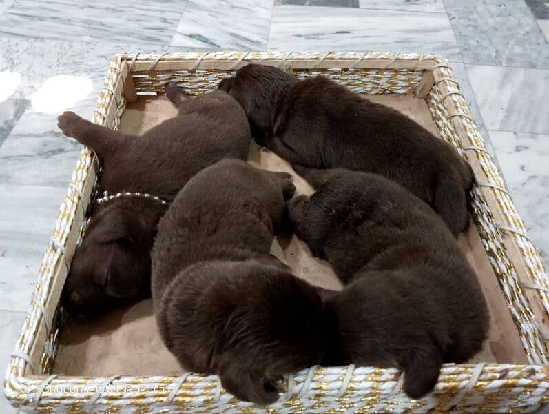 Labrador baby 3