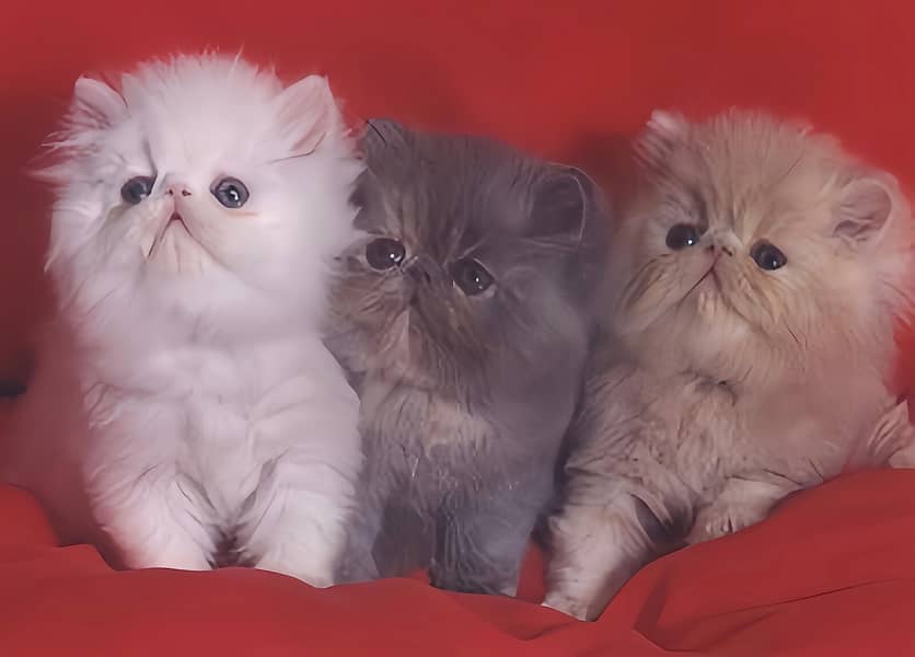 Persian cat / Persian kittens / triple coated / punch face / peki face 7