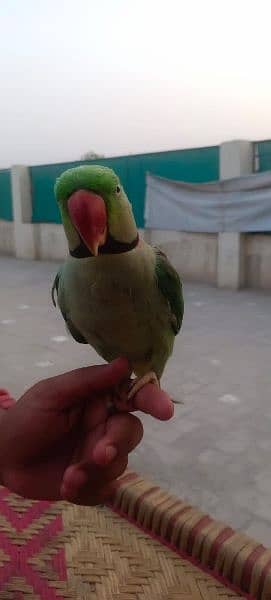 raw parrot full talking 0