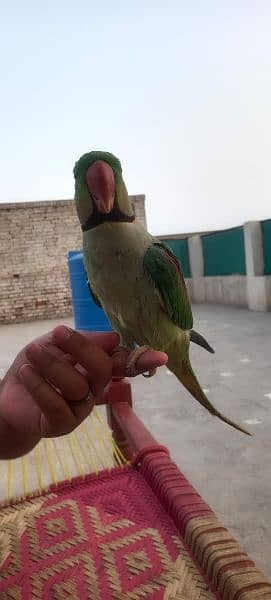 raw parrot full talking 1