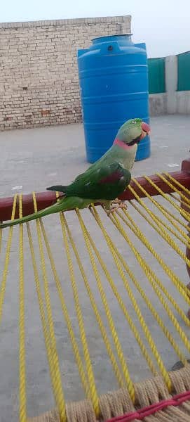 raw parrot full talking 4