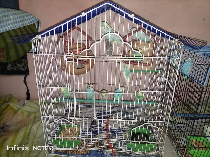 15 budgies with 2 cage 0