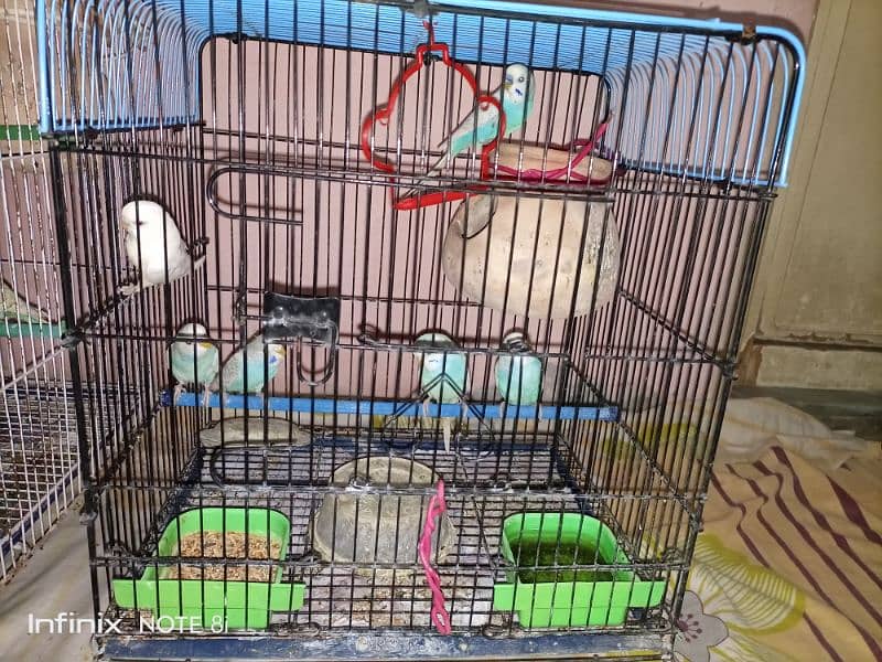 15 budgies with 2 cage 1