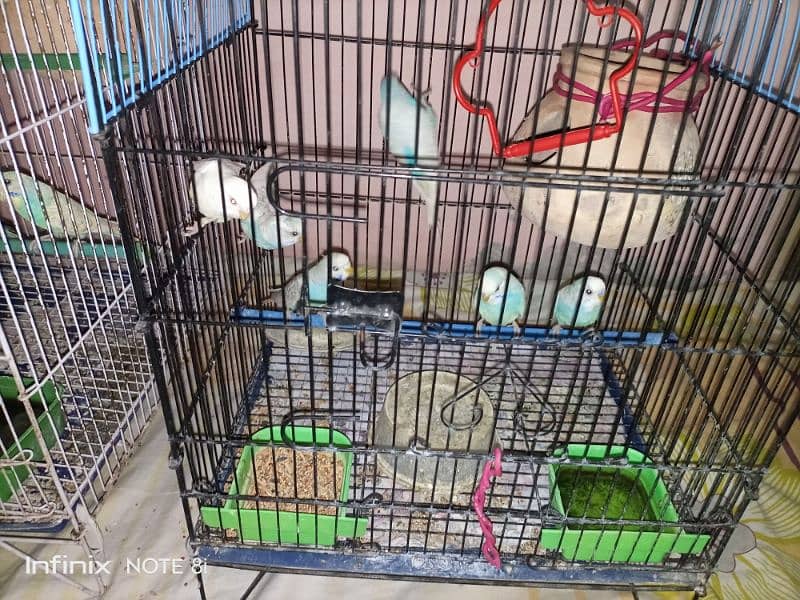 15 budgies with 2 cage 2