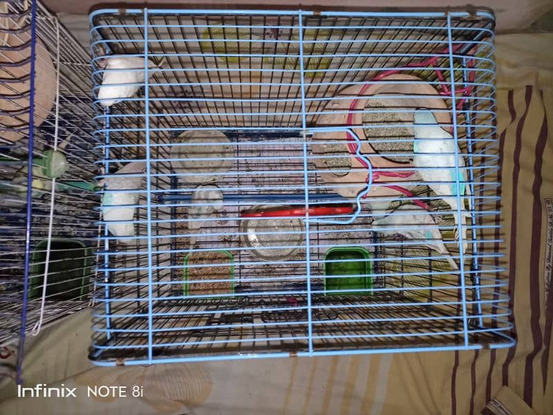 15 budgies with 2 cage 4