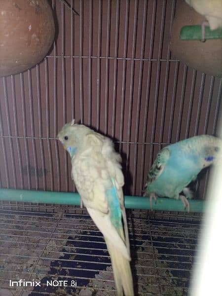 15 budgies with 2 cage 5