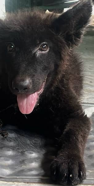 Black Shepherd  Puppy  pink pedigree 4
