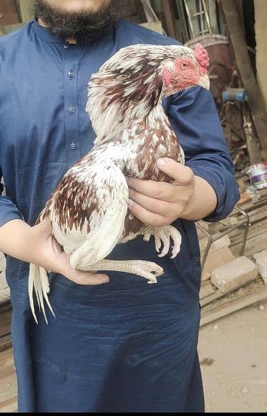 Mian wali birds for sale 03096302960 0