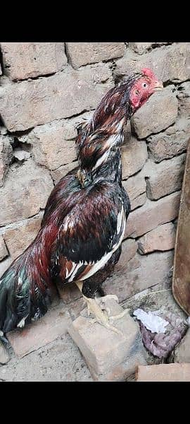 Mian wali birds for sale 03096302960 2