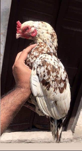 Mian wali birds for sale 03096302960 4