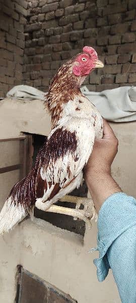 Mian wali birds for sale 03096302960 6