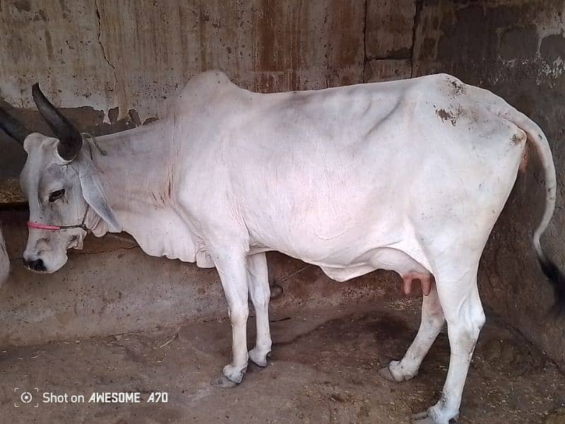 milk female cow 0