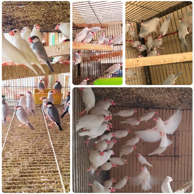 White  Gray Silver Fawn java jawa finch ready to breed healthy active 1