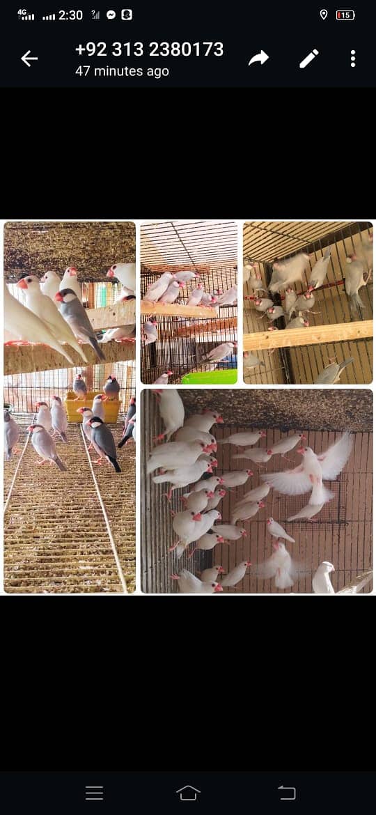 White  Gray Silver Fawn java jawa finch ready to breed healthy active 2