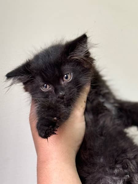 BLACK FEMALE PERSIAN KITTEN 1