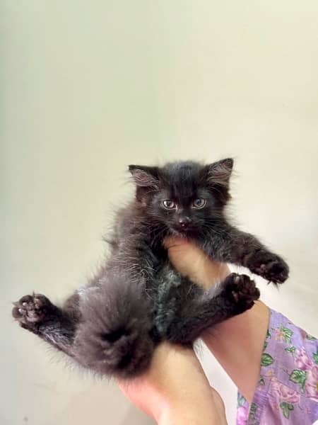 BLACK FEMALE PERSIAN KITTEN 2