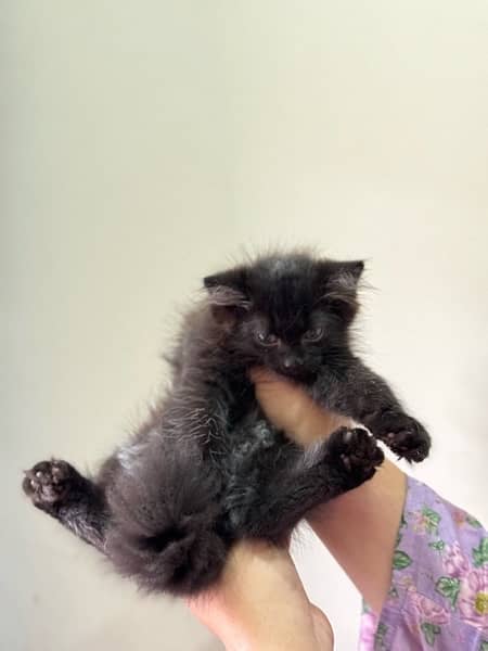 BLACK FEMALE PERSIAN KITTEN 4