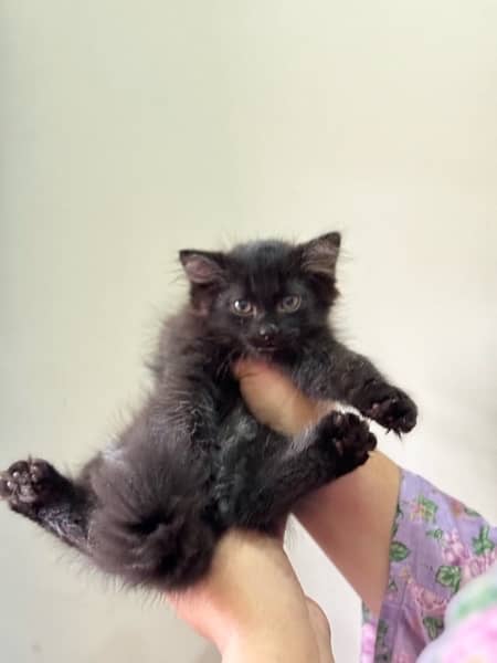 BLACK FEMALE PERSIAN KITTEN 5