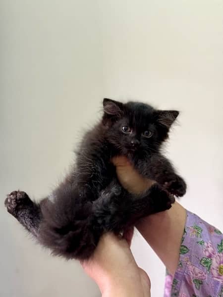 BLACK FEMALE PERSIAN KITTEN 6