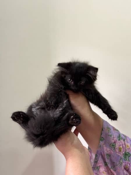 BLACK FEMALE PERSIAN KITTEN 8