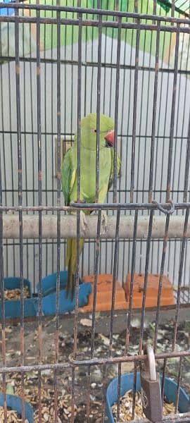 Talking parrot 1